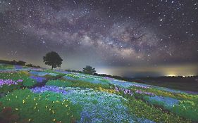 くじゅう花公園　キャンピングリゾート花と星