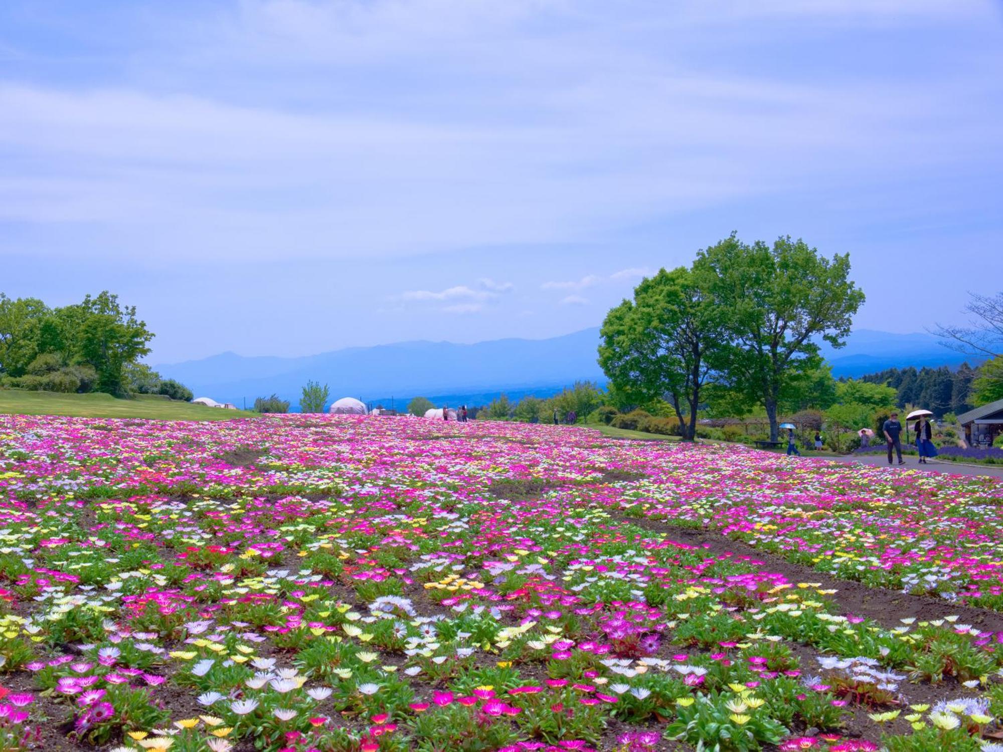 くじゅう花公園　キャンピングリゾート花と星 Kuju 외부 사진
