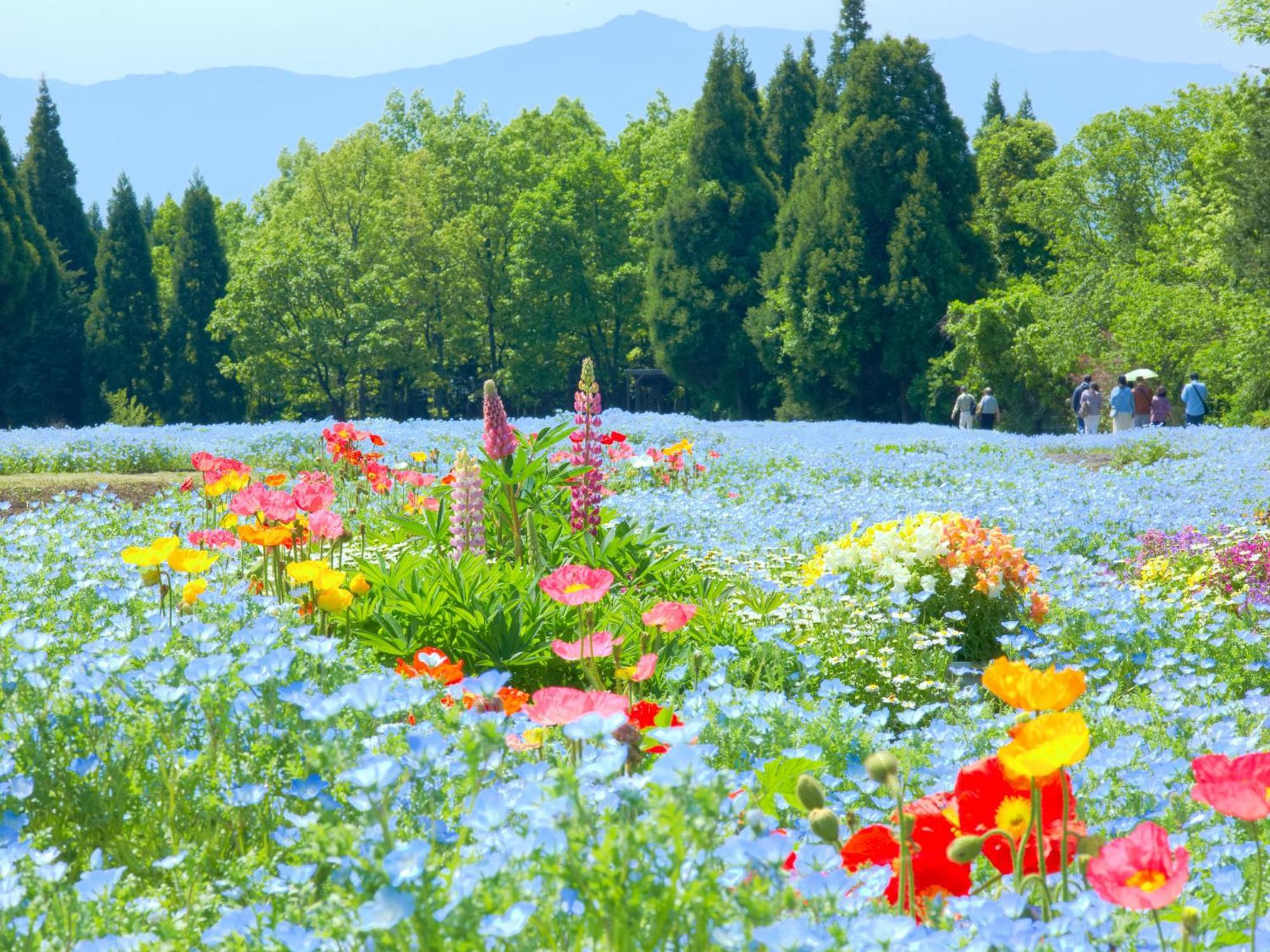 くじゅう花公園　キャンピングリゾート花と星 Kuju 외부 사진