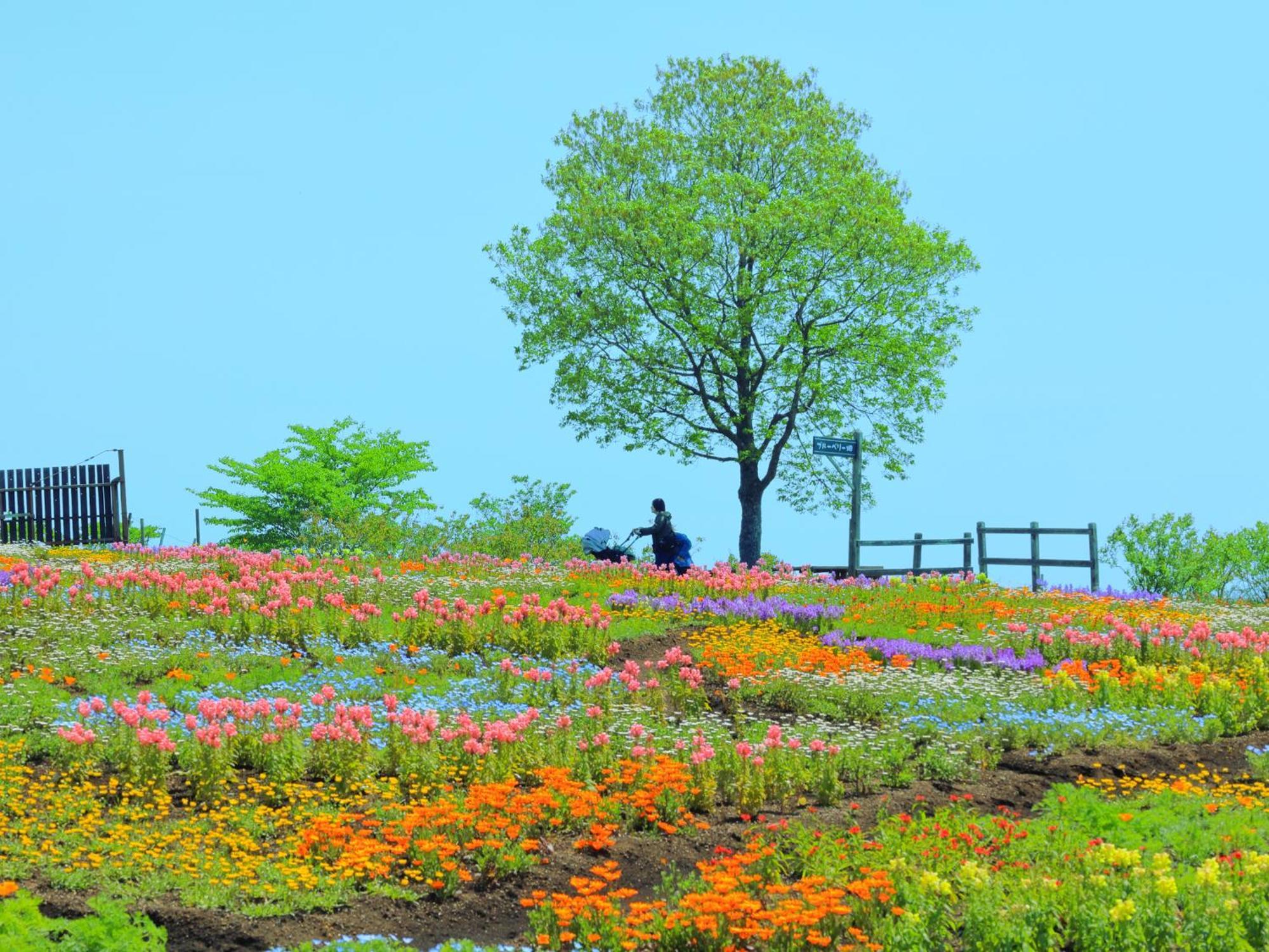 くじゅう花公園　キャンピングリゾート花と星 Kuju 외부 사진