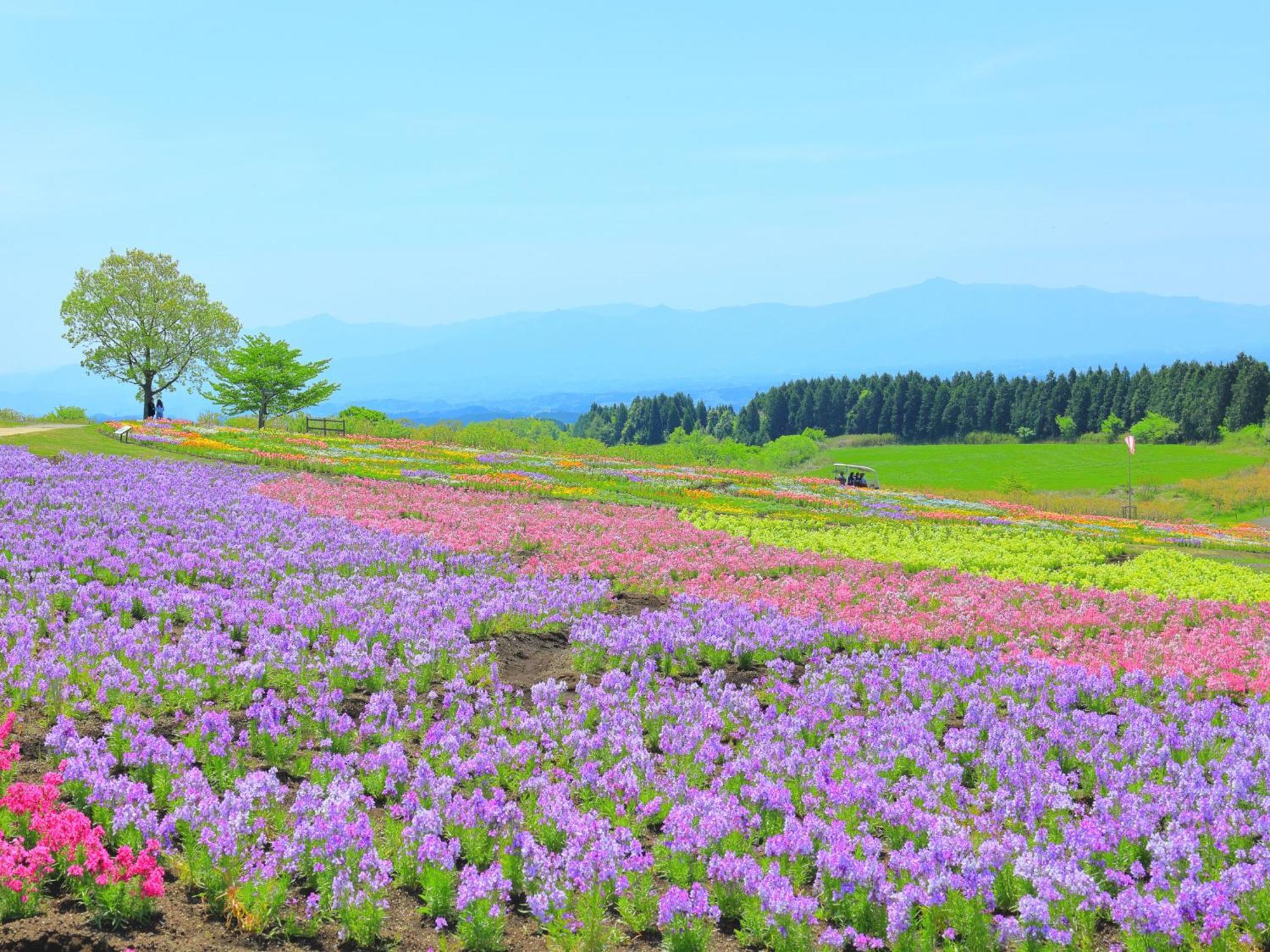 くじゅう花公園　キャンピングリゾート花と星 Kuju 외부 사진