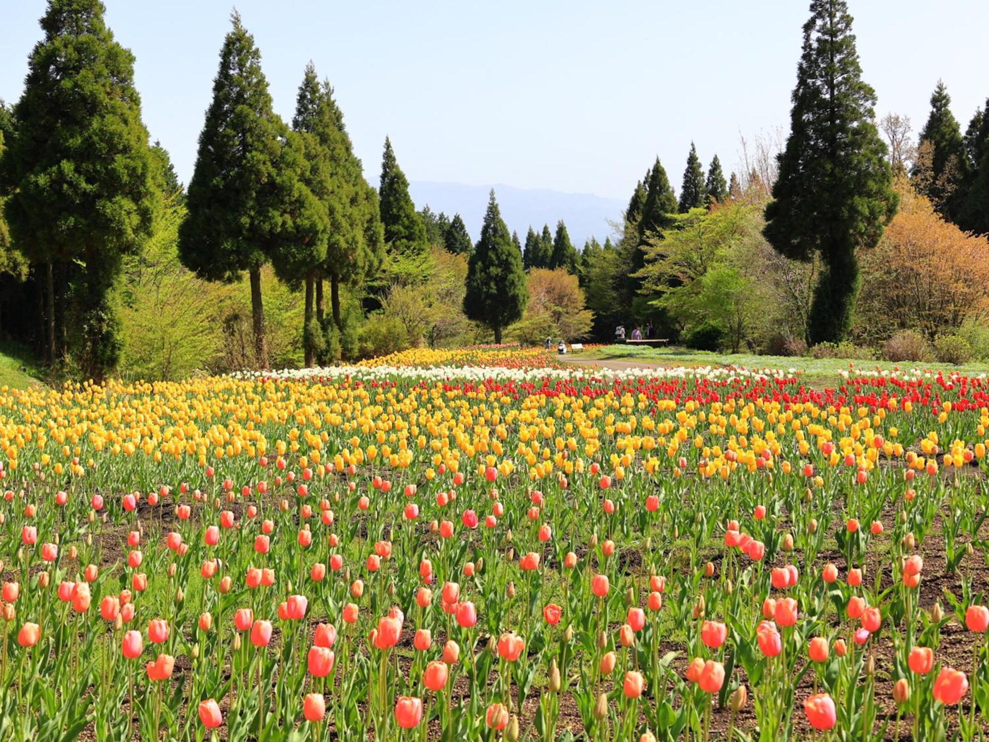 くじゅう花公園　キャンピングリゾート花と星 Kuju 외부 사진