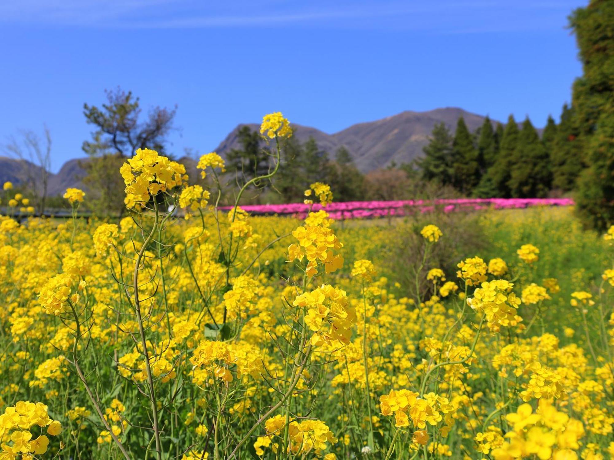 くじゅう花公園　キャンピングリゾート花と星 Kuju 외부 사진