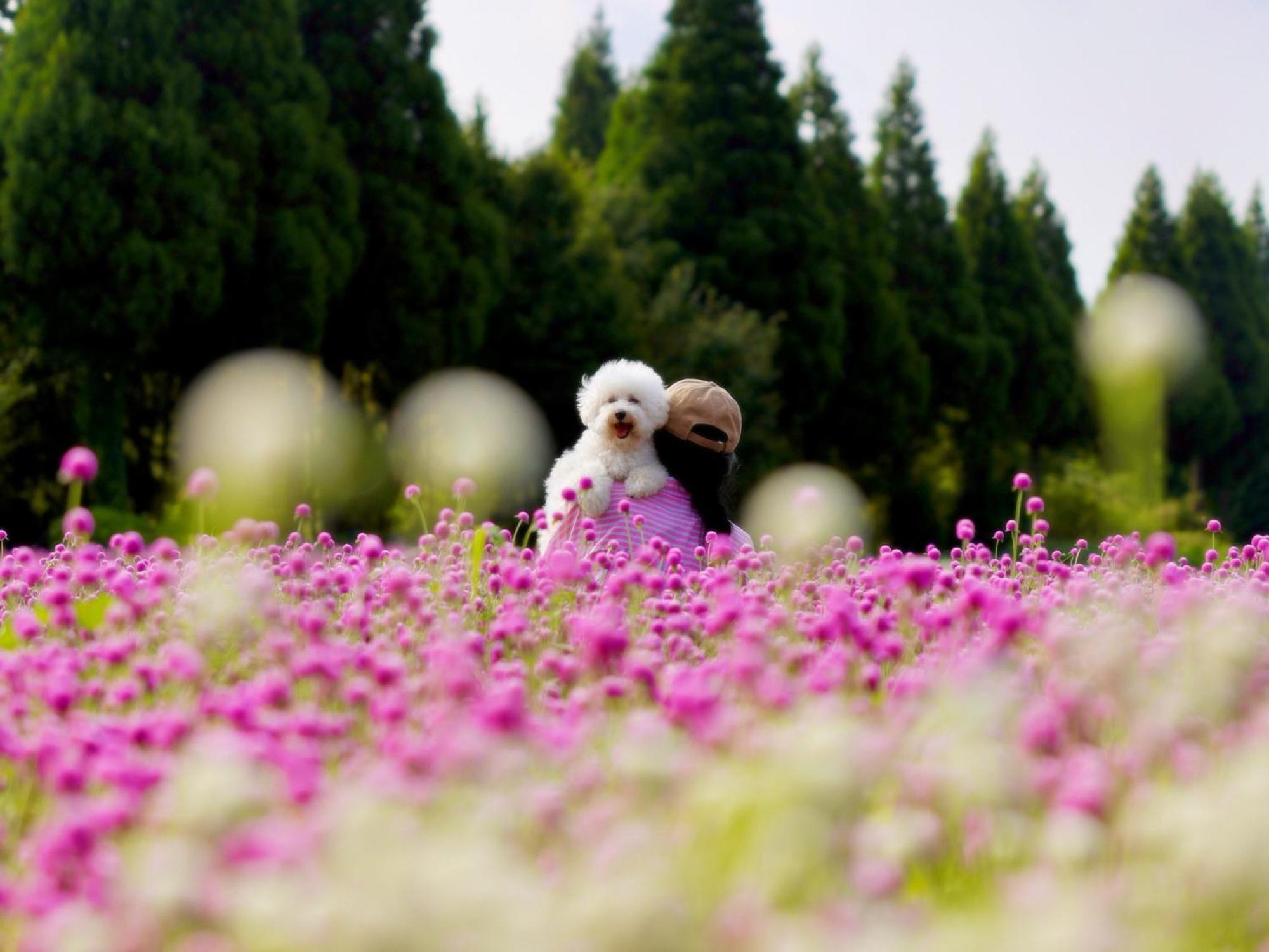 くじゅう花公園　キャンピングリゾート花と星 Kuju 외부 사진