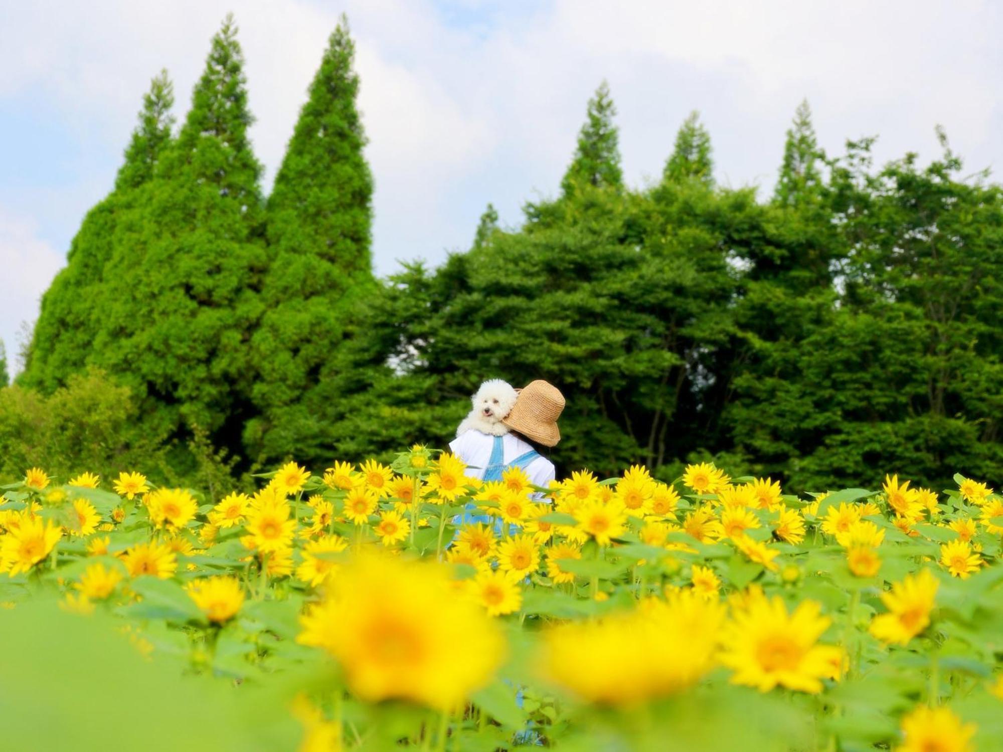 くじゅう花公園　キャンピングリゾート花と星 Kuju 외부 사진